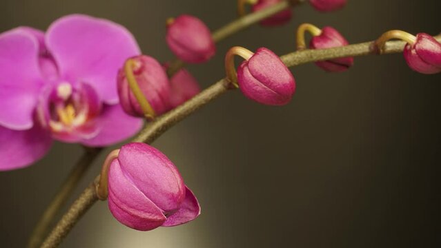 timelapse pink orchid phenelopsis