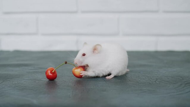 White adorable cute fluffy albino hamster approaches a ripe yellow-red cherry on the stalk. Rodent gnaws and eats a juicy berry. Healthy food and pet feeding. Clean, groomed pet fur.