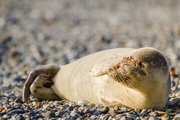Obraz premium Junger Europäischer Seehund (Phoca vitulina vitulina) auf Helgoland, PDV-Virus