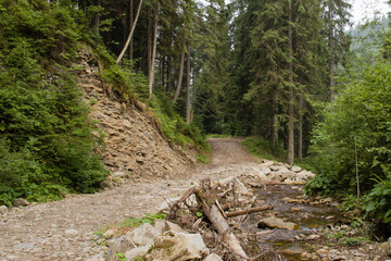 dirt road in the forest