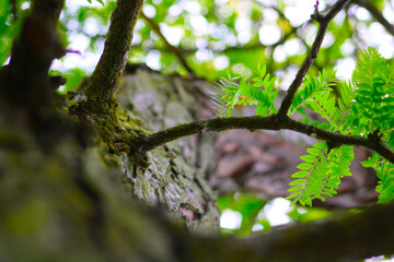 Summer Tree