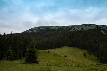 mountains of clouds, you are a spruce forest