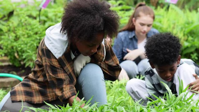African american black girl is planting vegetables in the experimental vegetable plot.  learning at outdoors farm. School children female education outdoors. teamwork