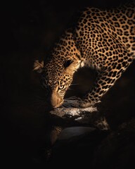 Fototapeta na wymiar Portrait of African leopard 