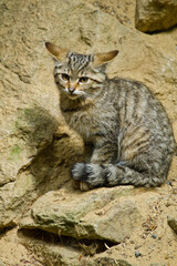 Europäische Wildkatze oder Waldkatze (Felis silvestris)