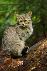 Europäische Wildkatze oder Waldkatze (Felis silvestris)