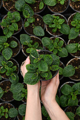 Top view of woman gardener in a large greenhouse holding a pot with plant. Growing flower seedlings.