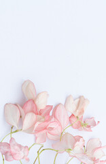 Naklejka na ściany i meble Dona Queen Sirikit, Pink flower on white background