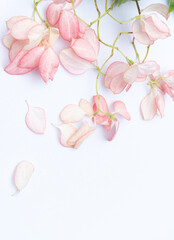 Fototapeta na wymiar Dona Queen Sirikit, Pink flower on white background