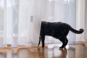 Sad cat behind curtain looking out of window and waiting for his pet owner..