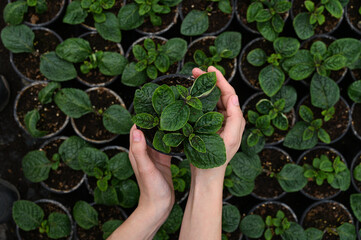 Green flower seedling top view. Female florist work with houseplant in pot. Woman holding flower pot in hand.