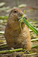 Schwarzschwanz-Präriehund (Cynomys ludovicianus)