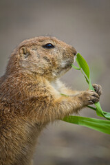 Schwarzschwanz-Präriehund (Cynomys ludovicianus)