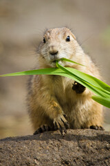 Schwarzschwanz-Präriehund (Cynomys ludovicianus)