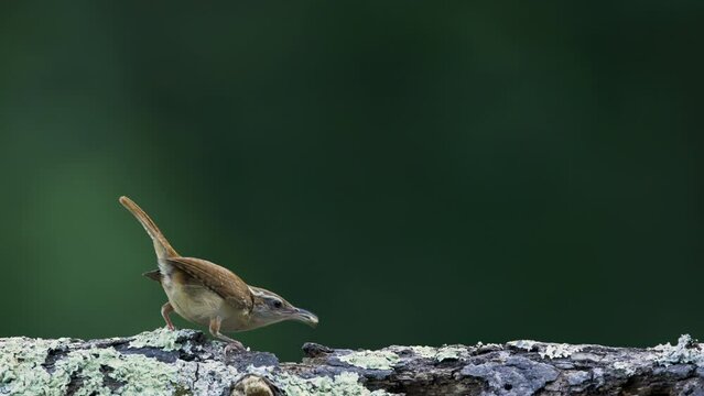 Carolina Wren on log