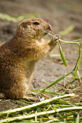Schwarzschwanz-Präriehund (Cynomys ludovicianus)