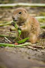 Schwarzschwanz-Präriehund (Cynomys ludovicianus)