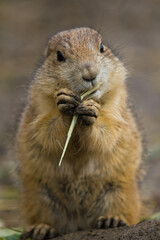 Schwarzschwanz-Präriehund (Cynomys ludovicianus)