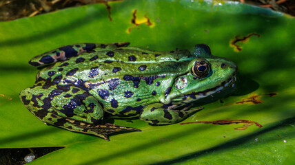 Frosch
