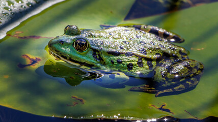 Frosch