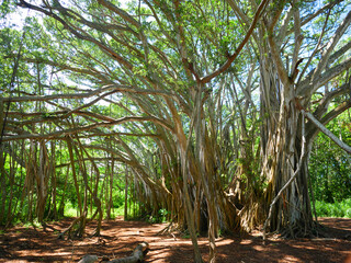 ハワイ、オアフ島、カウェラベイビーチパークのバニヤンツリー