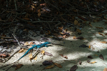 lizard