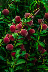  Peaches growing on a tree  branches Fresh sunset light blur green background Natural fruit.  organic  Ripe Moldova Beautiful close up