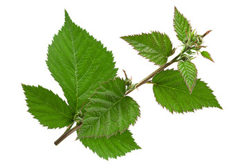 Blackberry leaf bunch