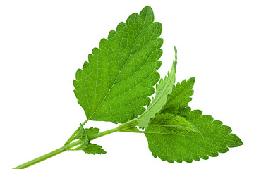 Lemon balm herb leaf on white