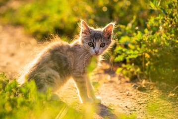 Naklejka na ściany i meble white gray Cat Little grey kitten. Portrait cute ginger kitten. happy adorable cat, Beautiful fluffy cat lie in grass outdoors in garden sunset light golden hour