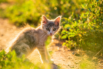 white gray Cat  Little grey kitten. Portrait cute ginger kitten. happy adorable cat, Beautiful fluffy  cat lie in grass outdoors in garden sunset light golden hour