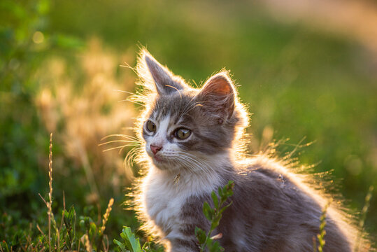 white gray Cat  Little grey kitten. Portrait cute ginger kitten. happy adorable cat, Beautiful fluffy  cat lie in grass outdoors in garden sunset light golden hour