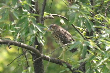 巣から離れたゴイサギの幼鳥