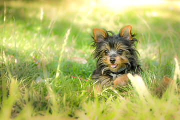 Chiot de race yorkshire dans la nature