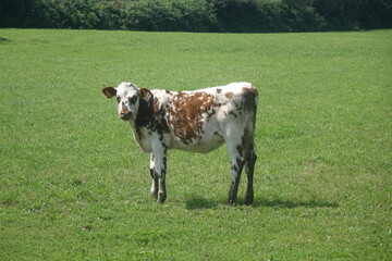 cow on meadow