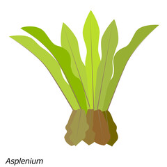 美しい熱帯のシダの葉