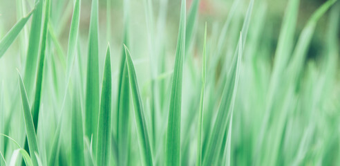Green grass texture as background. Perspective view and selective focus. artistic abstract spring or summer background with fresh grass as banner or eco wallpaper. Leaves blur effect. Macro nature