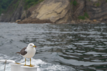 北山崎断崖クルーズ船に乗り込むウミネコ