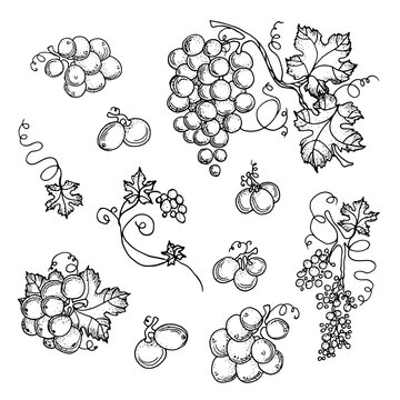 Handmade grapes, berries. Leaves and branches with curls. Vines close-up, leaves, berries. Vintage engraving for designer wine made from grapes. Black and white pictures on a white background.