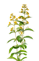 Loosestrife bush with flowers, isolated on white background. Lysimachia vulgaris. Herbal medicine. Clipping path.