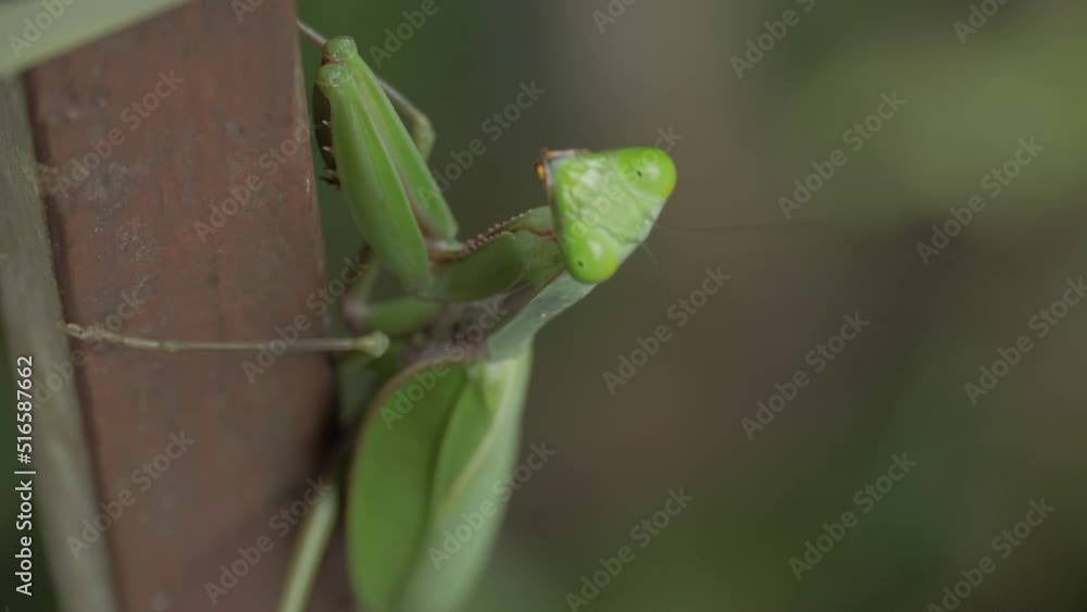 Poster praying mantis sits on branch in the rainforest - macro