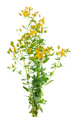 Hypericum perforatum bush with yellow flowers, isolated on white background. St. John's wort. Herbal medicine. Clipping path.