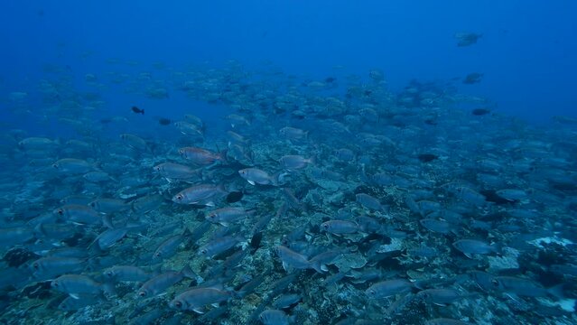 Grey reef sharks appears in the middle of a big school of goggle eye fish on a tropical reef at the atoll of Fakarava in French Polynesia