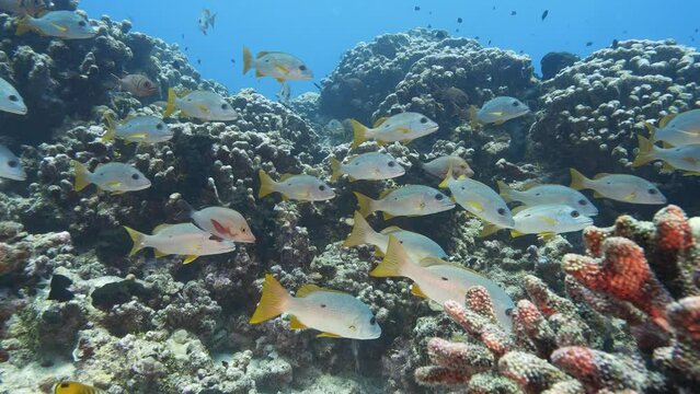 School of snappers at the tropical coral reef of the atoll of Fakarava, French Polynesia - slow motion shot. Slow motion shot