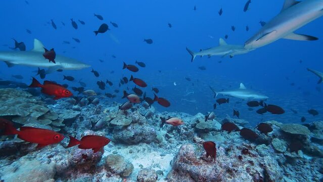 Hunting grey reef sharks in a school of jacks, goggle eye fish and snappers at the tropical coral reef of the atoll of Fakarava, French Polynesia - slow motion shot