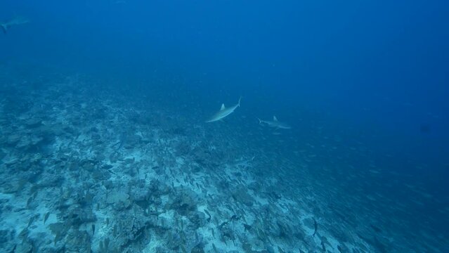 Hunting grey reef sharks in a school of jacks, goggle eye fish and snappers at the tropical coral reef of the atoll of Fakarava, French Polynesia - slow motion shot