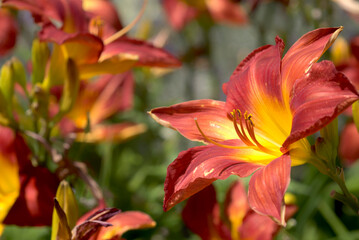 オレンジ色のノカンゾウの花	