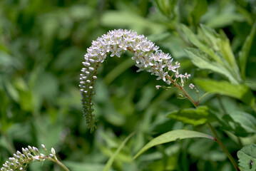 白色のオカトラノオの花	