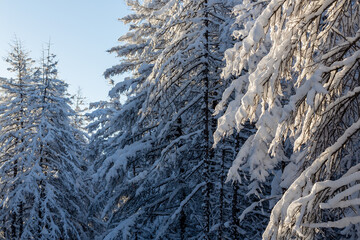 Beautiful snow-covered trees in the winter forest. There is a lot of snow on the branches of larch trees. Cold snowy weather. Amazing northern nature. Natural winter background.