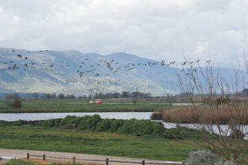 A flock of cranes or herons against the backdrop of a lake, fields and mountains. Sunrise on a fish pond. Group of birds flying to the south. Wildlife. Common cranes or Eurasian crane